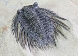 Spiny Leonaspis Trilobite - Morocco #64416-2